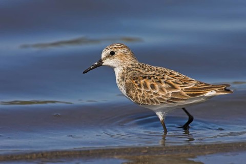 Little stint (Calidris minuta), Bécasseau minute, Correlimos Menudo, Kalloni Salt Pans, Lesvos,