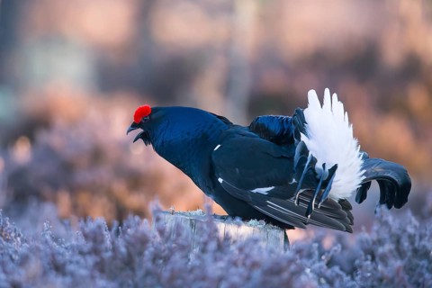Black grouse, Lyrurus tetrix, Tetrao tetrix, Bavaria, Bavaria, Federal Republic of Germany