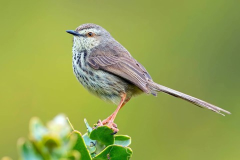 Spotted Prinia, (Prinia maculosa), Harold Porter National Botanical, Betty's Bay, Western Cape,