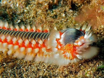 Close-up of a fire bristle worm (Hermodice carunculata) on the seabed. Colourful bristles and the