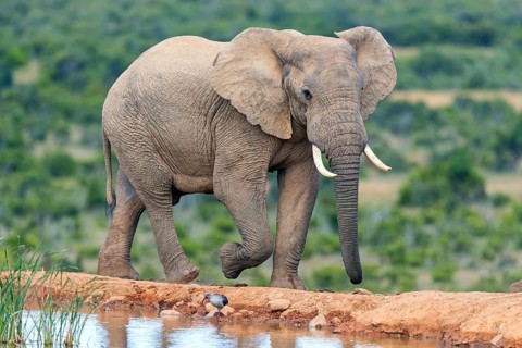 African elephant, (Loxodonta african), Addo Elephant National Park, Addo Camp, Western Cape, South