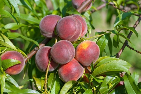 Peach (Prunus persica 'Collins'), Bundessortenamt, Marquardt testing centre, Brandenburg, Germany,