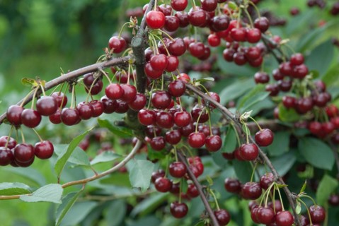 Sour cherries (Prunus cerasus 'Schattenmorelle Boscha'), Bundessorteamt, Marquardt testing centre,