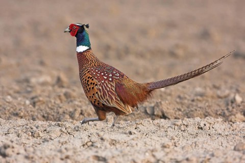 Pheasant (Phasianus colchicus), Faisan de Colchide, Faisan de chasse, Faisan Vulgar, Tiszaalpar,