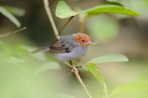Rufous-cheeked Tailor Bird (Orthotomus ruficeps), captive, occurrence in Asia