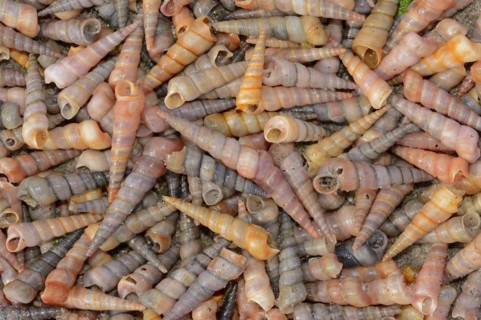 Common tower snail (Turritella communis) empty shells on the beach, Camargue, Provence, southern