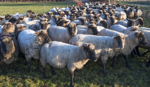 Black-headed domestic sheep (Ovis gmelini aries) penned for loading on the pasture in the early