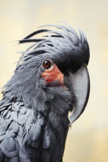 Palm cockatoo (Probosciger aterrimus), portrait, captive, occurring in Australia and New Guinea