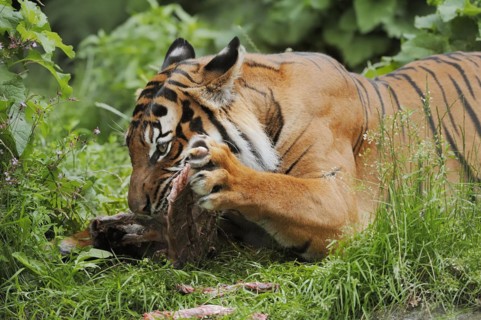 Sumatran tiger (Panthera tigris sumatrae), feeding, captive, occurring on Sumatra, Indonesia, Asia