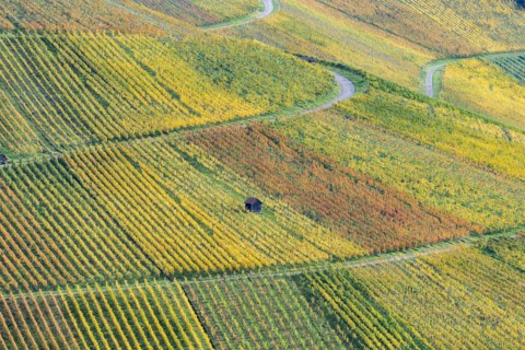 Vineyards in autumn, Rotenberg, Stuttgart, Baden-Württemberg, Germany, Europe