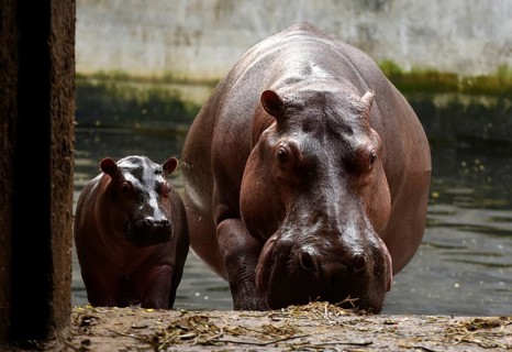 A Hippopotamus with her new born baby inside an enclosure at Assam State Zoo in Guwahati, Assam,
