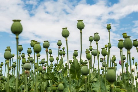 Opium poppy (Papaver somniferum), opium poppy field, Erlenbach, near Heilbronn, Baden-Württemberg,