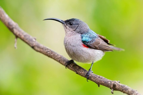Double-banded Sunbird, Sunbirds, (Cinnyris afer), Garden Route National Park, Wil, Wilderness,