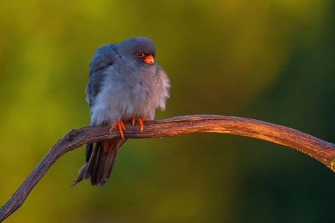 Red-footed Falcon, (Falco vespertinu), perching station, falcon family, Tower Hide, Tiszaalpar,