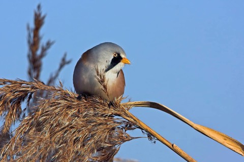 Bearded reedling (Panurus biarmicus), Offstein sewage ponds, Rhineland-Palatinate, Federal Republic