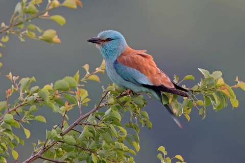 European roller (Coracias garrulus), on perch, Black Sea coast, Bulgaria, Europe