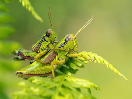 Green mountain grasshopper (Miramella alpina), Grasshopper, Green Mountain Grasshopper,