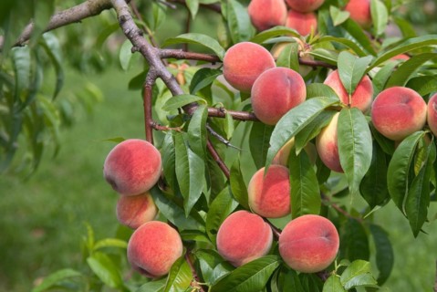 Peaches (Prunus persica 'Sun Haven'), Bundessorteamt, Marquardt testing centre, Brandenburg,