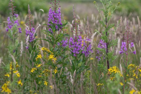 Willowherb (Epilobium angustifolium) and St John's Wort (Hypericum perforatum) between grasses by
