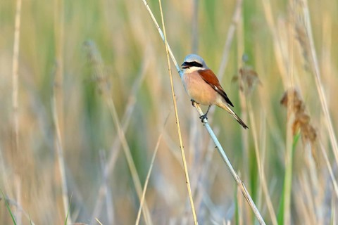 Red-backed shrike, red-backed shrike, thorn-backed shrike, family of shrikes, (Lanius collurio),
