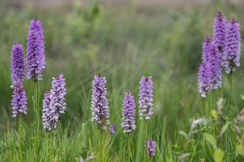 Southern marsh orchid (Dactylorhiza praetermissa), Emsland, Lower Saxony, Germany, Europe