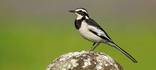 African Pied Wagtail, (Motacilla aguimp), Bergeronnette pie, Lavandera Africana, family of wagtails