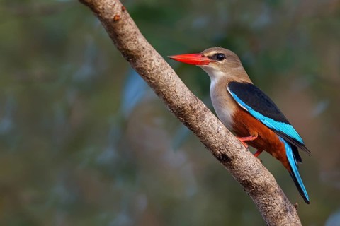 Grey-headed Kingfisher, Grey-headed Kingfisher, Tendaba camp Tendaba photo hid, Kwinella, South