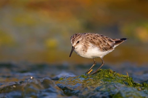 Little stint (Calidris minuta), Bécasseau minute, Correlimos Menudo, Kalloni Salt Pans, Lesvos,