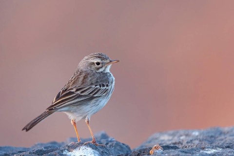 Canary Island pipit, (Anthus bertheloti) Songbird, family of stilts and pipits, Fuerteventura,