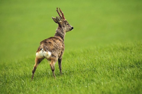 European roe deer (Capreolus capreolus) Buck with shaggy winter coat and long, almost swept horns
