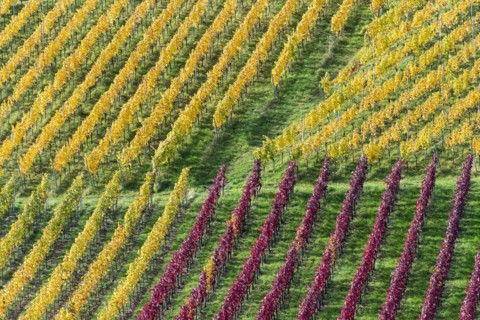 Vineyards in autumn, Rotenberg, Stuttgart, Baden-Württemberg, Germany, Europe