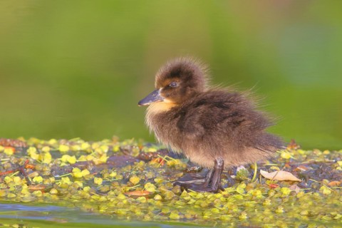Mallard (Anas platyrhynchos), duckling standing on a pond, Rosensteinpark, Stuttgart,