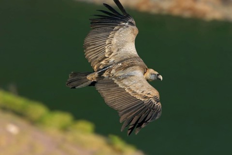 Griffon Vulture, Eurasian Griffon Vulture, Griffon Vulture, Eurasian Griffon, (Gyps fulvu), Vautour