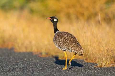 Black bustard (Afrotis afra), Afrotis atra, Eupodotis afra, Black Bustard, Southern Black Korhaan,