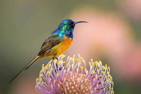 Orange-breasted sunbird (Anthobaphes violacea), Nectarinia violacea, Orange-breasted Sunbird,
