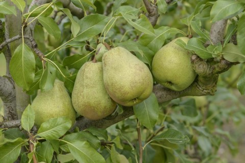 Pear (Pyrus communis 'Jeanne d'Arc'), Bundessortenamt Prüfstelle Wurzen, Wurzen, Saxony, Germany,