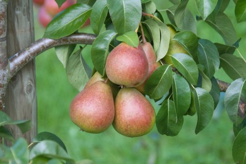 Pear (Pyrus communis 'Dicolor'), Bavarian State Institute for Viticulture and Horticulture,