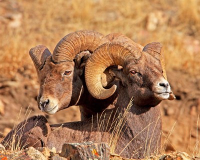 Bighorn sheep (Ovis canadensis), Colorado, USA, Colorado, USA, North America