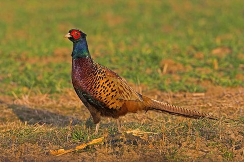 Pheasant (Phasianus colchicus), Faisan de Colchide, Faisan de chasse, Faisan Vulgar, Bad Dürkheim