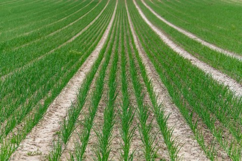 Young leek in field, (Allium porrum), Baden-Württemberg, Germany, Europe