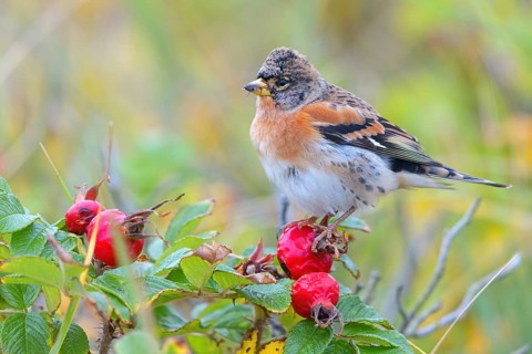 Brambling (Fringilla montifringilla), spring, foraging, Battenberg, Heligoland,