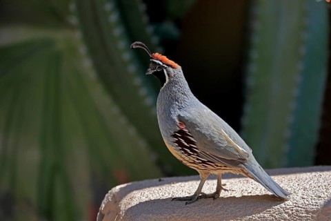 Gambel's quail (Callipepla gambelii), adult, male, alert, Sonoran Desert, Arizona, North America,