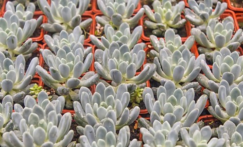Various types of succulent in flower pots in the greenhouse. Closeup, selective focus