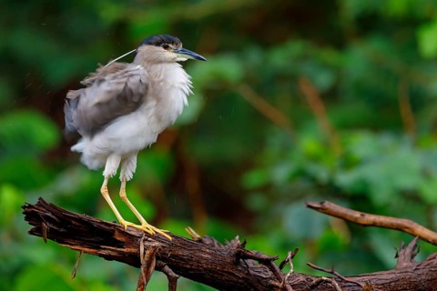 Black-crowned black crowned night heron (Nycticorax nycticorax), Bihoreau gris, HÃˆron bihoreau,
