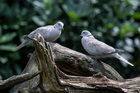 Eurasian collared doves (Streptopelia decaocto), Emsland, Lower Saxony, Germany, Europe
