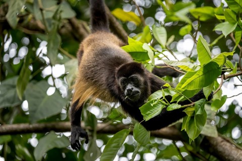 Mantled howler (Alouatta palliata) sitting in a tree, Cahuita National Park, Costa Rica, Central