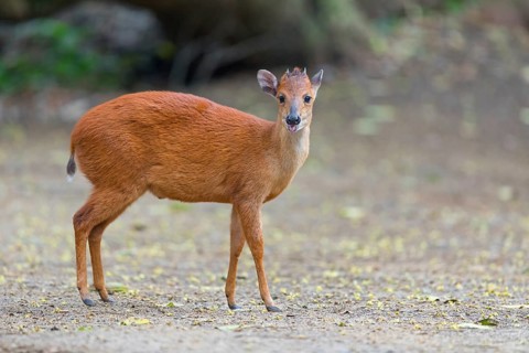Red forest duiker (Cephalophus natalensis) antelope, iSimangaliso Wetland Park, St. Lucia,