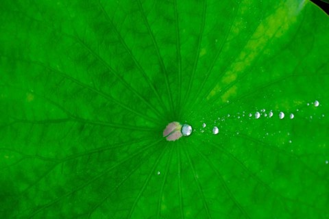 Lotus leaf with water droplets, North Rhine-Westphalia, Germany, Europe