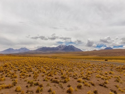 Atacama Desert with yellow tufts of grass, volcanoes and mountains, Chile, South America