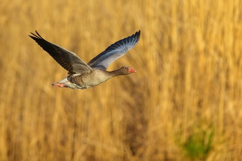 Greylag goose, Anser Anser, flight photo, lateral, flight photo, Wagbachniederung, Waghâ€°usl,